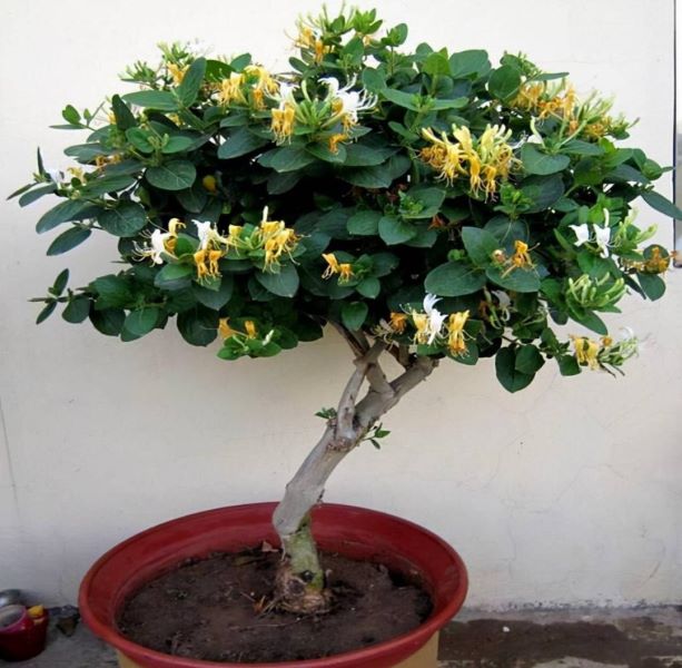 好养的大型绿植有哪些「好养的大型绿植有哪些 室内」